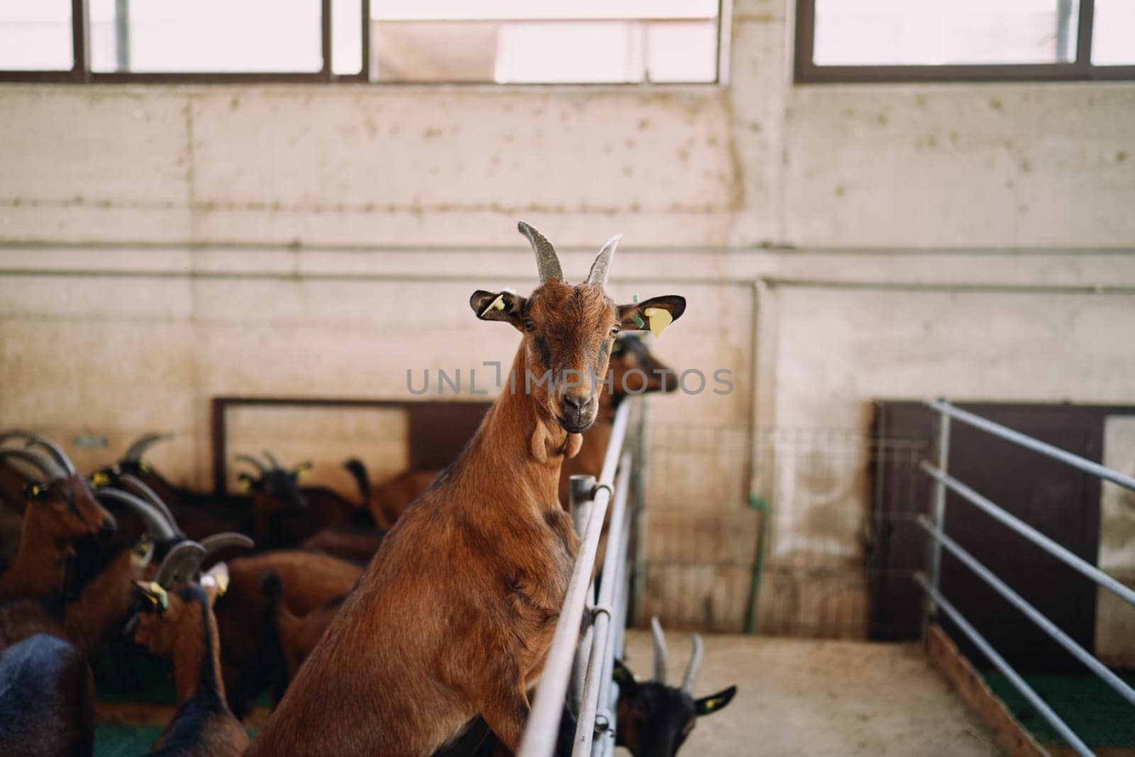 Goat stands on its hind legs near the fence of the paddock, turning its head to the side. High quality photo
