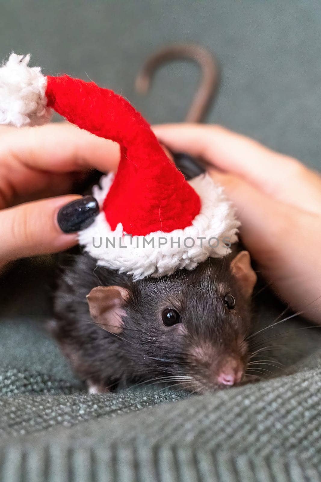 Rat in Santa's hat. Symbol of the Chinese New Year. Funny black rat Dumbo in a red santa checker on a green background. by Matiunina