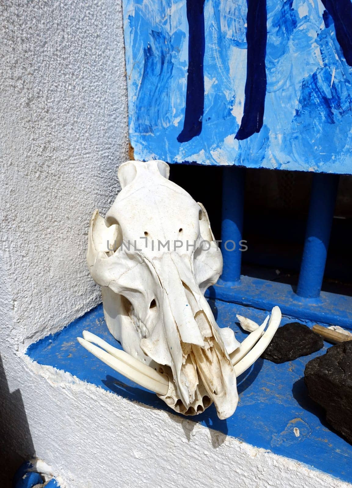 Asinara, Italy. August 11, 2021. A boar skull on a window of the prison museum. by Jamaladeen
