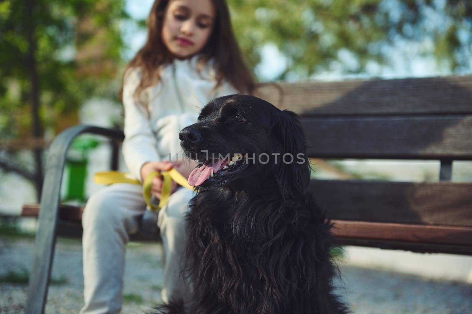 Portrait of black purebred cocker spaniel dog being walked by a little child girl, sitting on bench on blurred background. People and pets. Lifestyle. The concept of love, care and empathy for animals