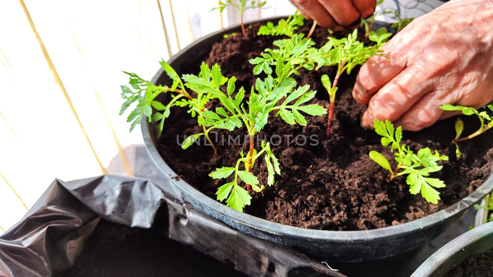 Planting marigold flowers in a pot. Reproduction of plants in spring. Young flower shoots and greenery for the garden. The hands of elderly woman, bucket of earth, green bushes and twigs with leaves