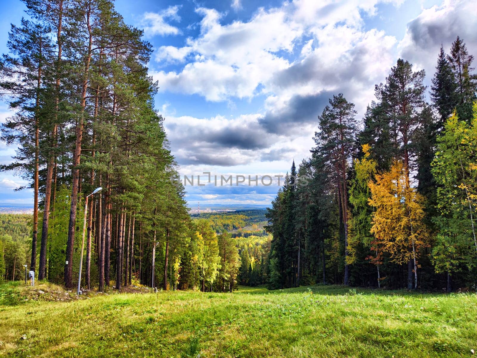 A forest on a hill or hill. Ski slope in summer or autumn. Green Summer Slopes: Tranquil Scene of a Former Ski Hill Amidst a Forest by keleny