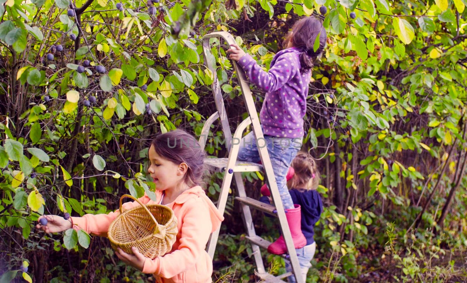 Two girls collecting plums. One standing on the ground, another standing on a ladder.