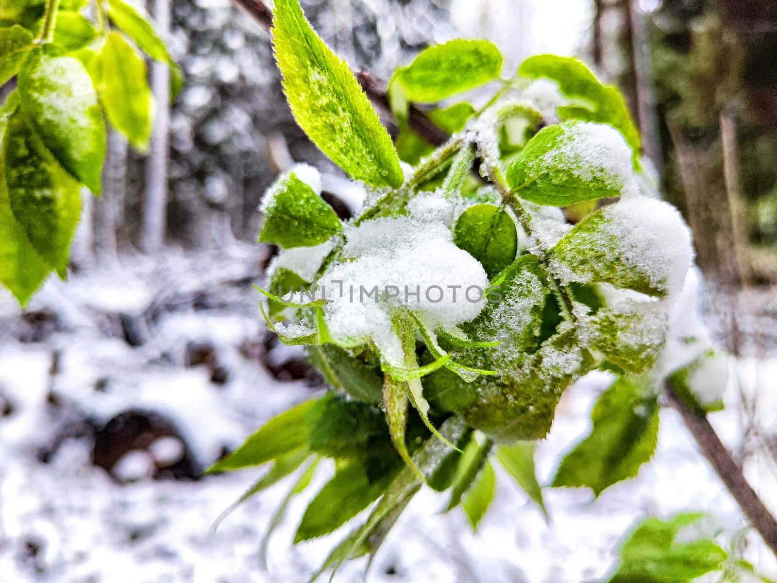 Snow on green leaves. Early spring or autumn. Cold weather, nature. Green leaves dusted with snow in a forest during early spring