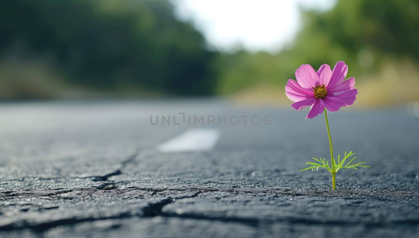 Cosmos flower growing on cracked asphalt road with green nature background.
