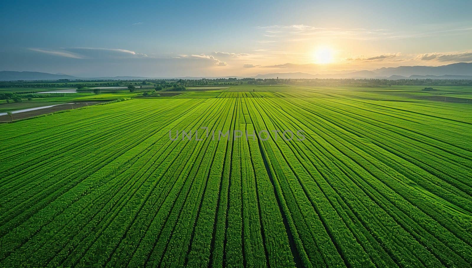 Aerial view of lush green agricultural field at sunset