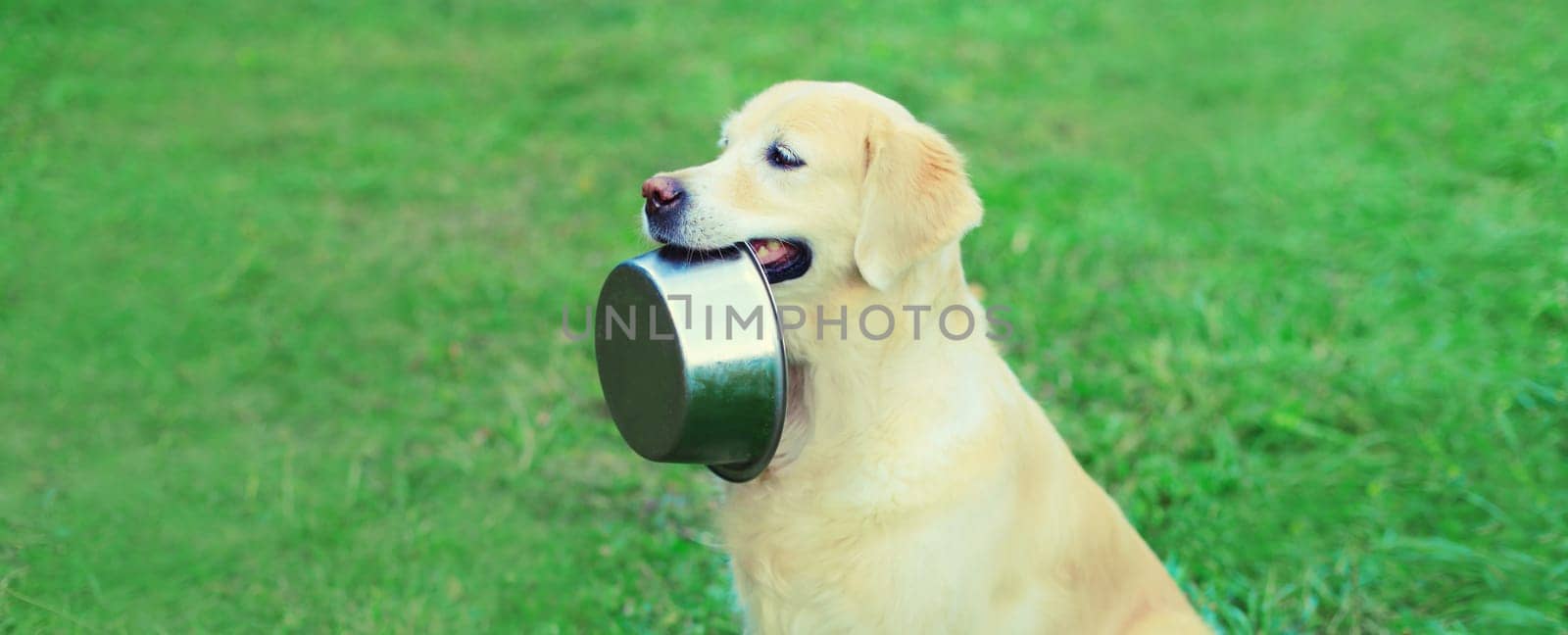 Golden Retriever dog holds empty bowl in teeth asking for food outdoors in summer park