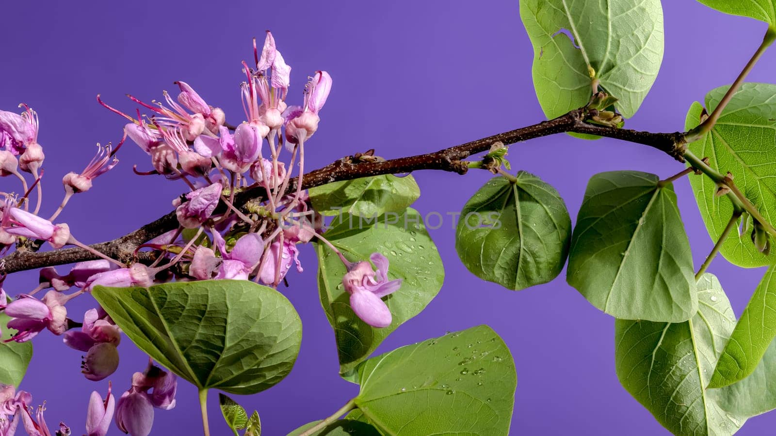 Blooming cercis siliquastrum on a purple background by Multipedia