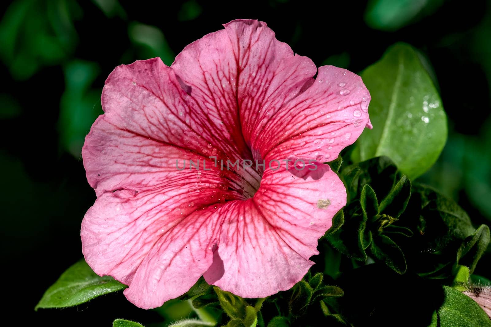 Blooming pink Petunia flowers on a green background by Multipedia