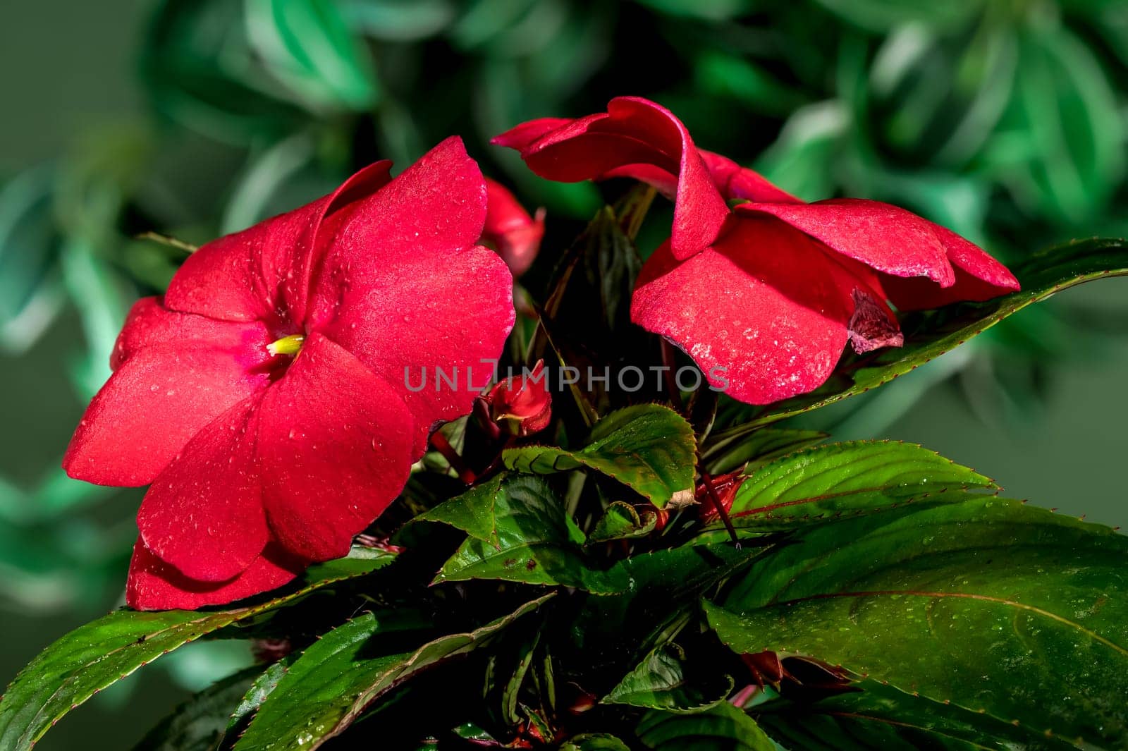 Blooming red impatiens hawkeri flowers on a green background by Multipedia