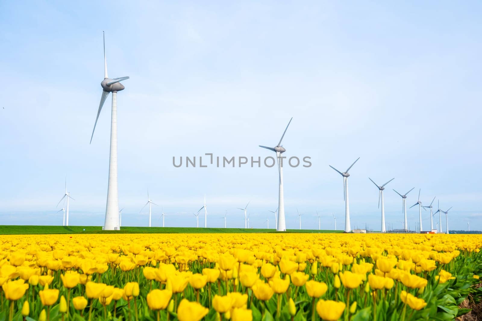 windmill park with tulip flowers in Spring, windmill turbines in the Netherlands Europe. windmill turbines in the Noordoostpolder Flevoland, carbon neutral zero waste