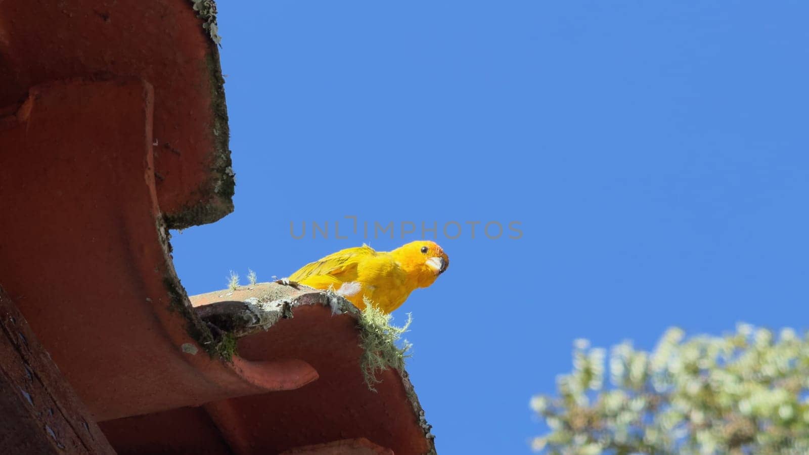 Yellow bird on roof's edge ready to fly in the blue sky.