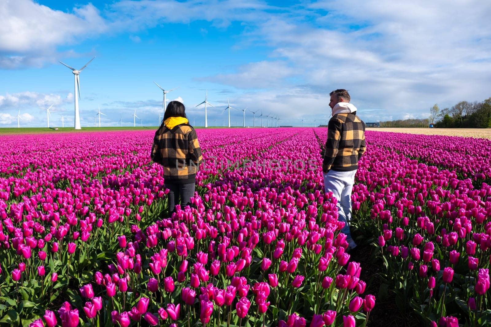 Two people stand amidst a vibrant field of purple tulips in the Dutch countryside, surrounded by towering windmill turbines on a breezy Spring day by fokkebok