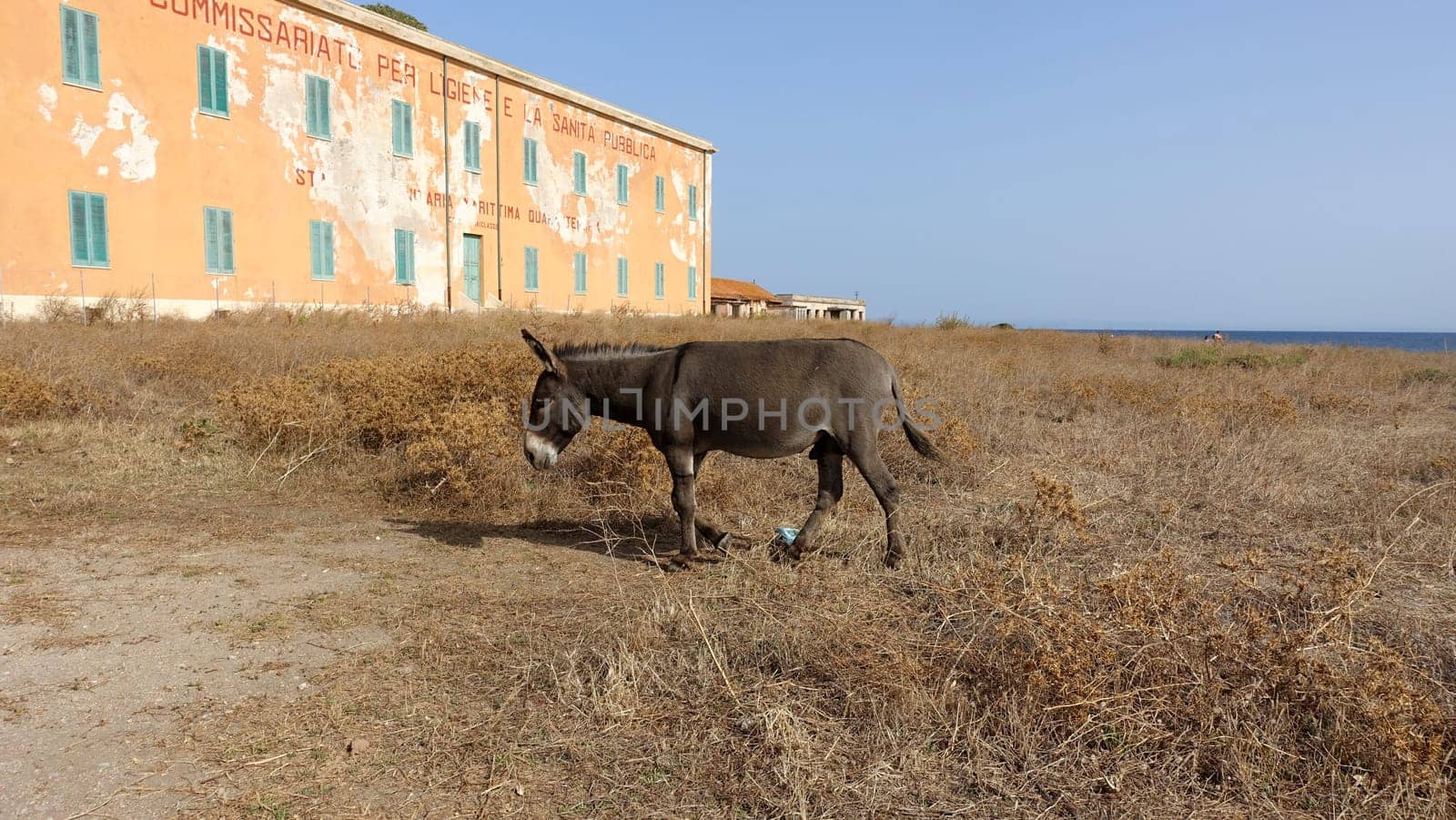 Asinara, Italy. August 13, 2021. A wild donkey walks calmly in front of an old prison museum building on the island.