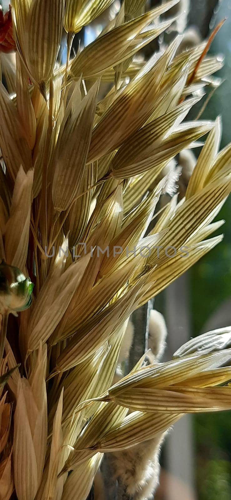 Dried spikelets of a grain plant.
Oats are unpretentious and frost-resistant.