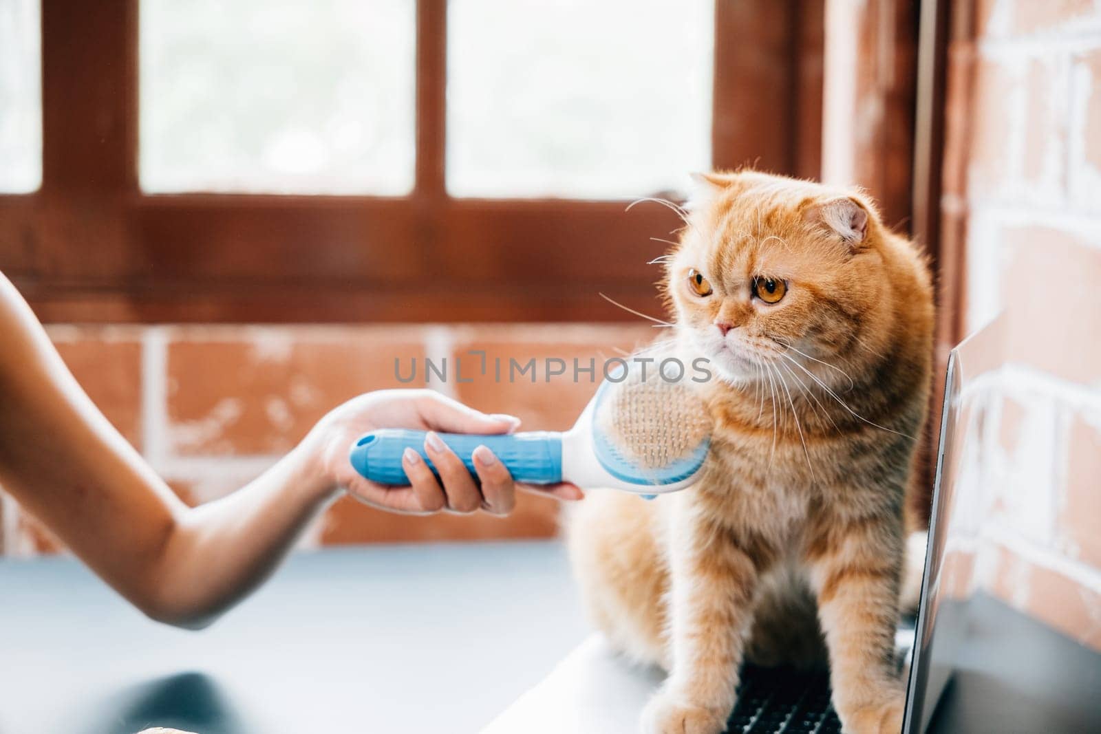 Loving hygiene routine, A woman combs her Scottish Fold cat's fur, with the ginger cat peacefully resting on her hand. This cozy scene epitomizes their owner-pet enjoyment. Pat love routine by Sorapop