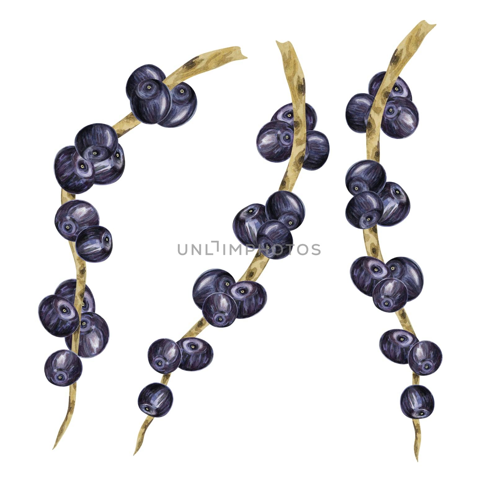 Acai berries superfood, ripe fresh on the palm branch. Exotic purple tropical berries on palm twigs. Watercolor illustration for printing, packaging, cosmetics, granola, smoothie, supplements, labels