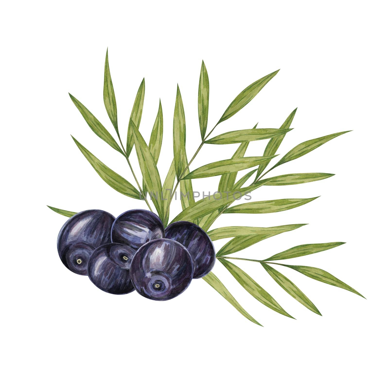 Acai berries and palm leaves. Exotic purple tropical berry branches Hand drawn watercolor clipart for printing, packaging, supplements, labels by Fofito