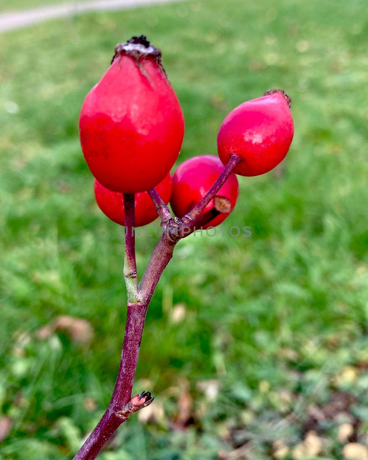 Rose hips ripe red berry on bush. by Margo