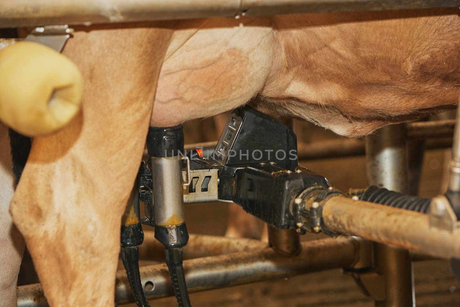 Milking robot on a modern cow farm in Denmark. Close-up by Viktor_Osypenko