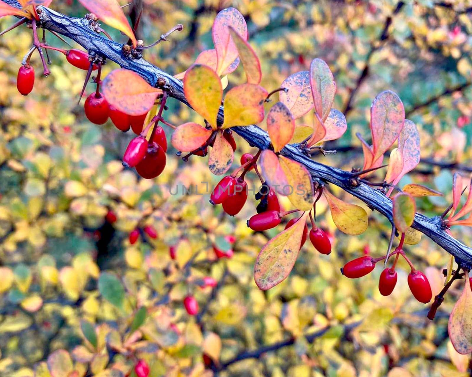 Ripe red berries of barberry in the autumn garden. An ornamental plant used in hedges and borders. Sour spices. Alternative medicine. by Margo