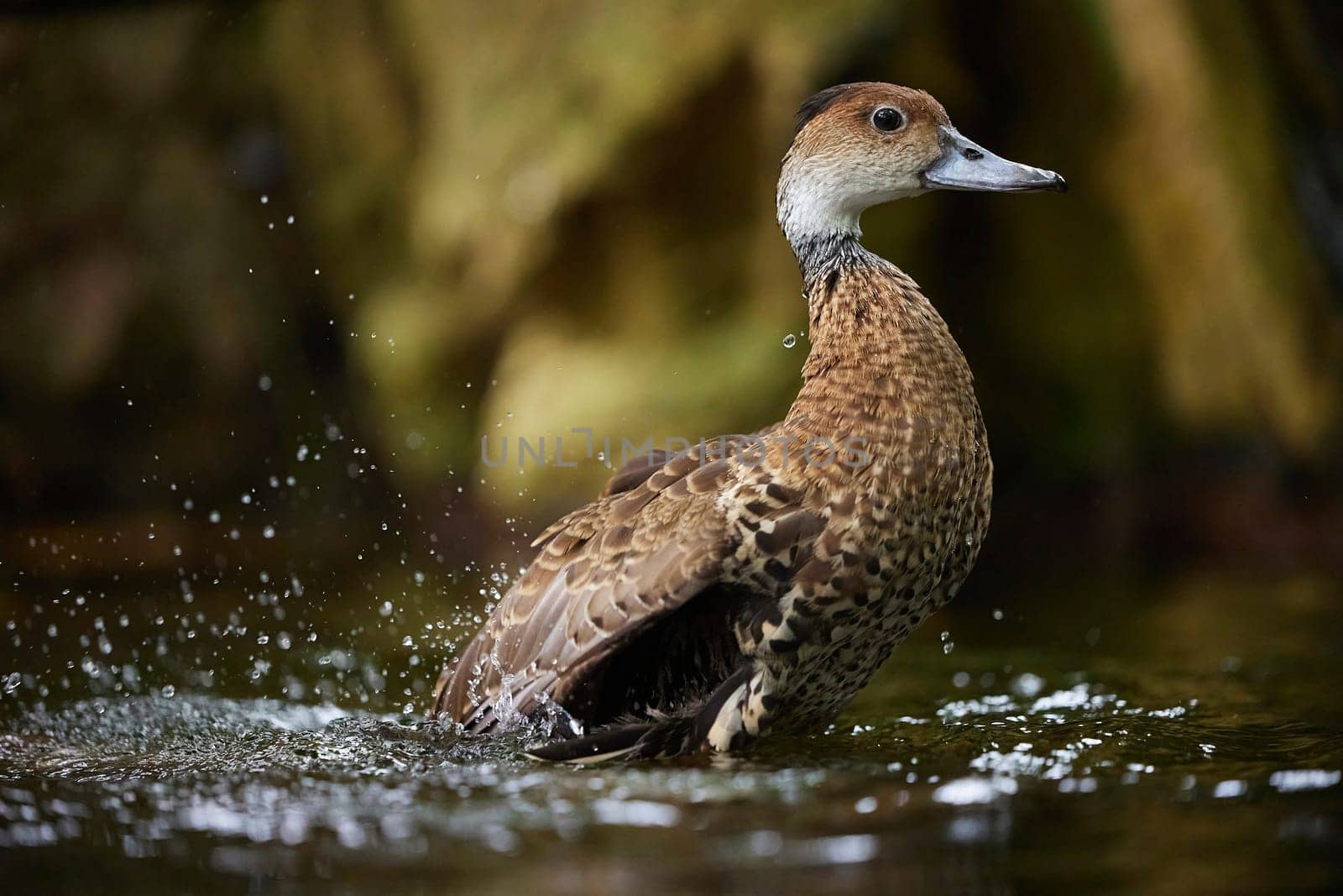 A beautiful duck swims in the water in Denmark. Close-up by Viktor_Osypenko