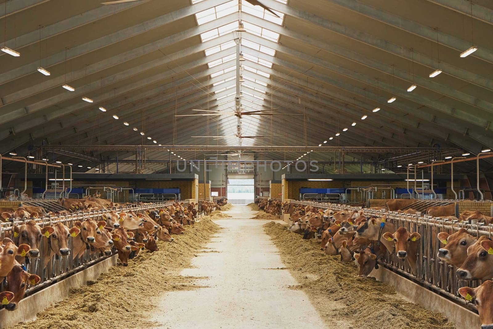 Cute Jersey cows on a farm in Denmark by Viktor_Osypenko