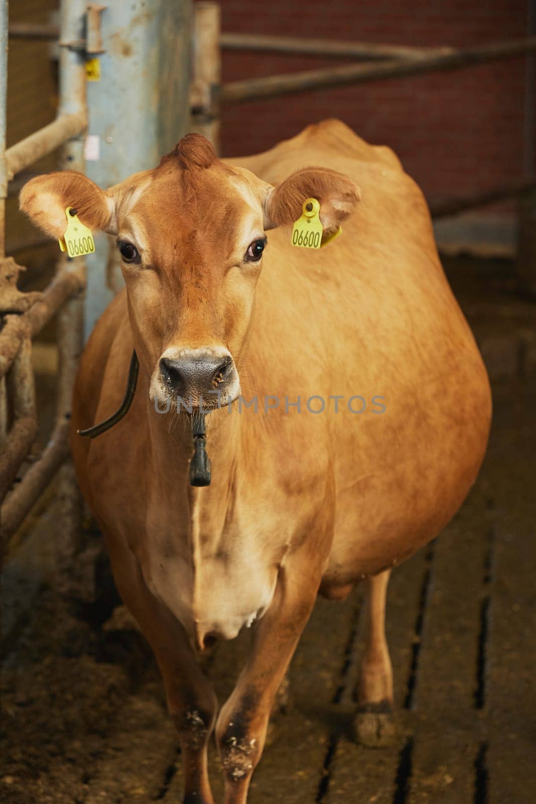 Pregnant Jersey cow on a farm in Denmark by Viktor_Osypenko