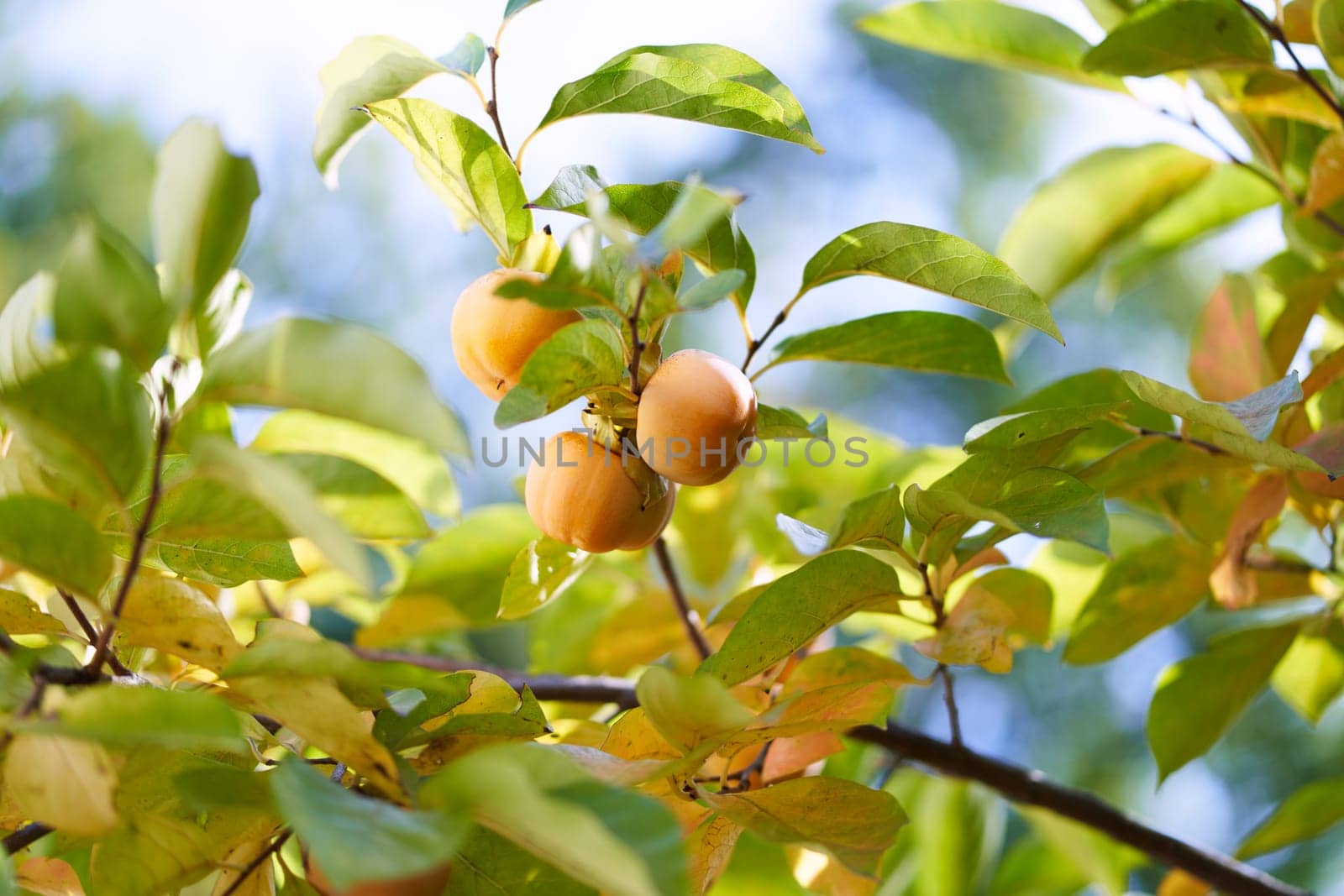 Orange persimmon hanging on green branches in sunlight by Nadtochiy