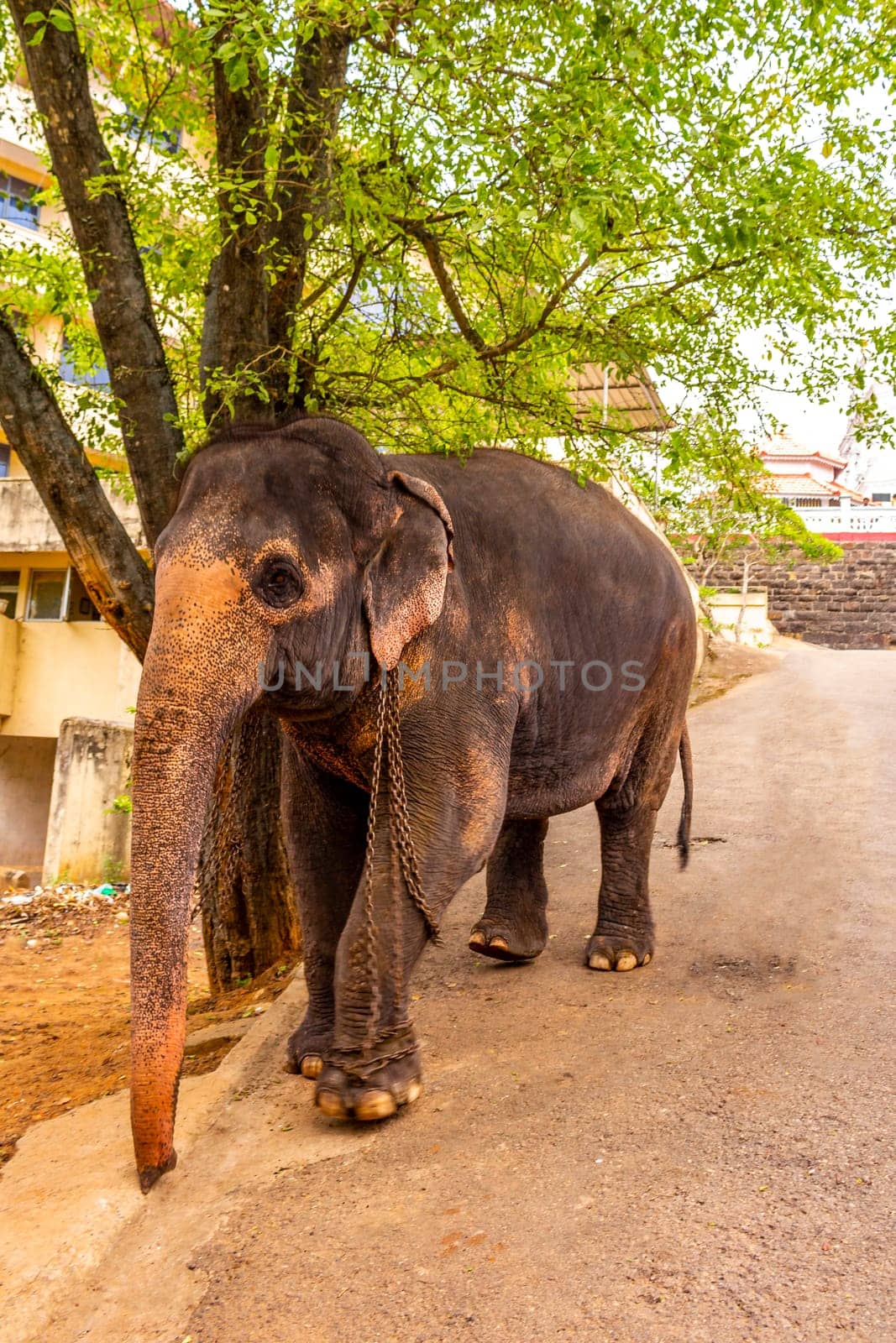 Sri Lanka temple elephant in chains for Elephant rides in Bentota Beach Galle District Southern Province Sri Lanka.