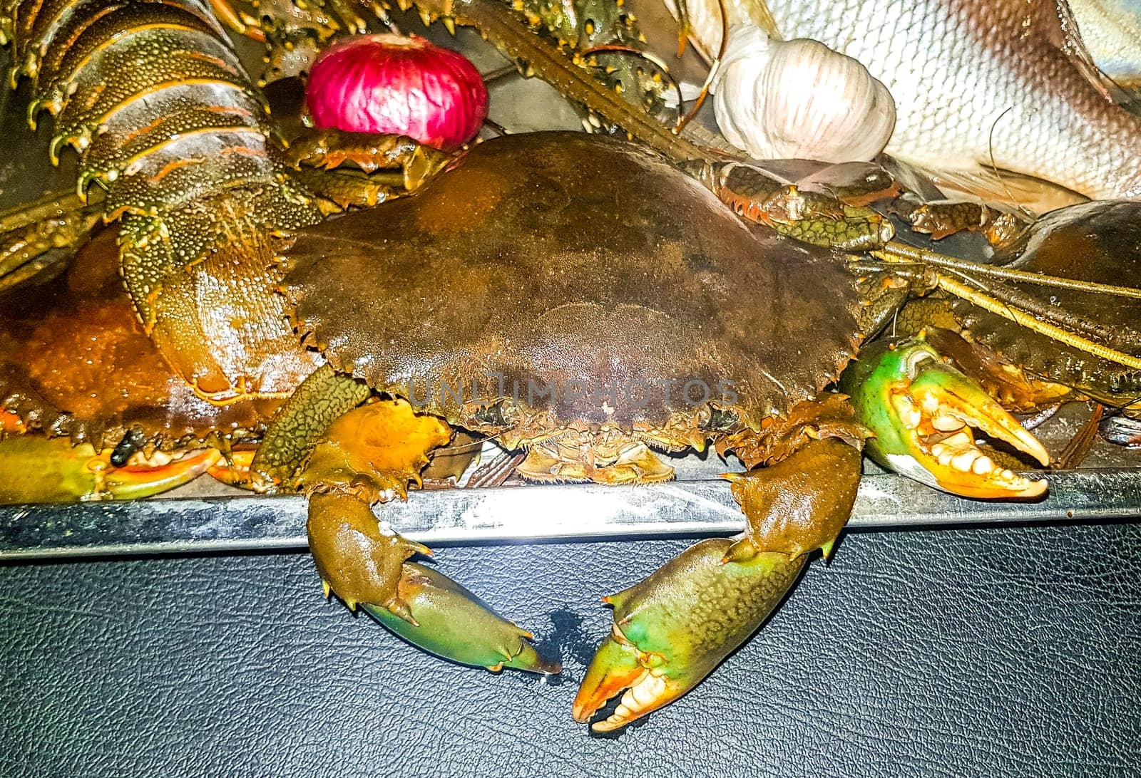 Lobster Shrimps Crabs Squid Seafood on plate in the hand in Bentota Beach Galle District Southern Province Sri Lanka.