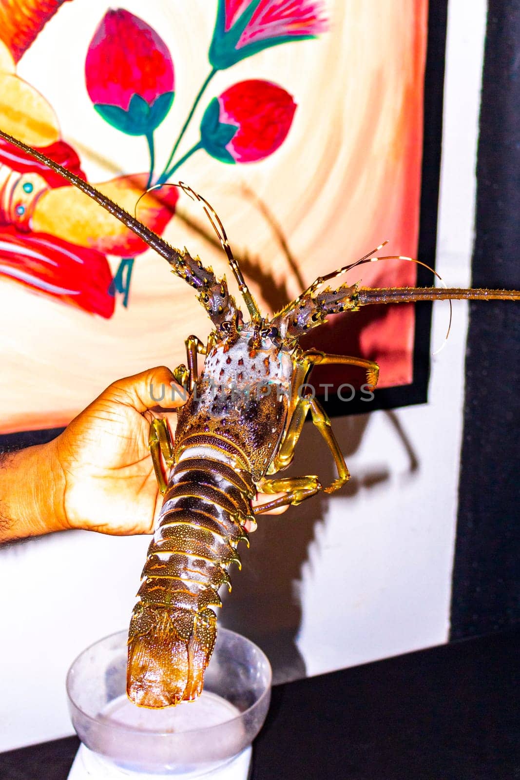 Lobster Shrimps Crabs Squid Seafood in Bentota Beach Sri Lanka. by Arkadij