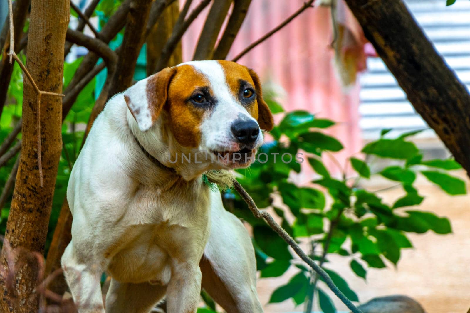 Aggressive dog on a leash in the garden in Mexico. by Arkadij