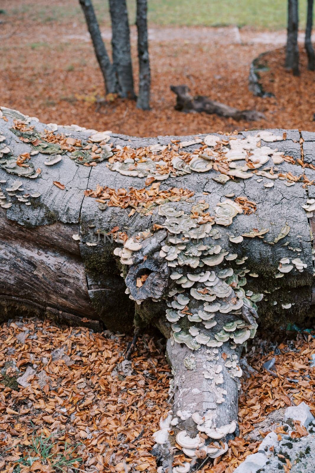 Trunk of a lying tree covered with cerrena unicolor mushrooms in the autumn forest by Nadtochiy