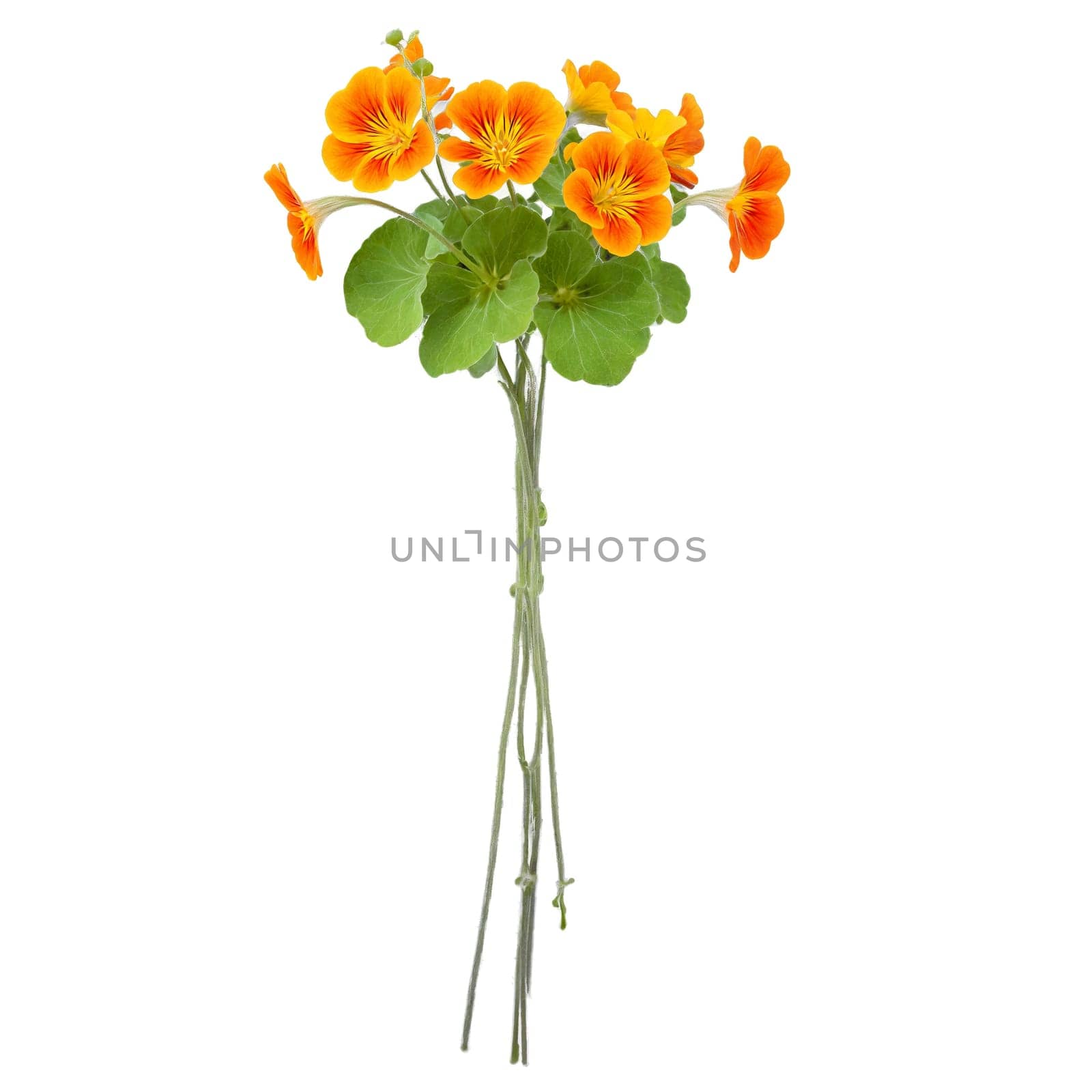 Nasturtium vibrant orange and yellow flowers on trailing stems in a gray concrete bowl Tropaeolum by panophotograph
