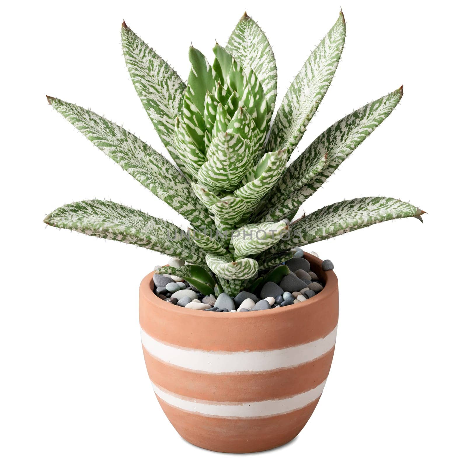 Zebra Plant thick succulent leaves with white stripes in a small terracotta pot with pebbles by panophotograph