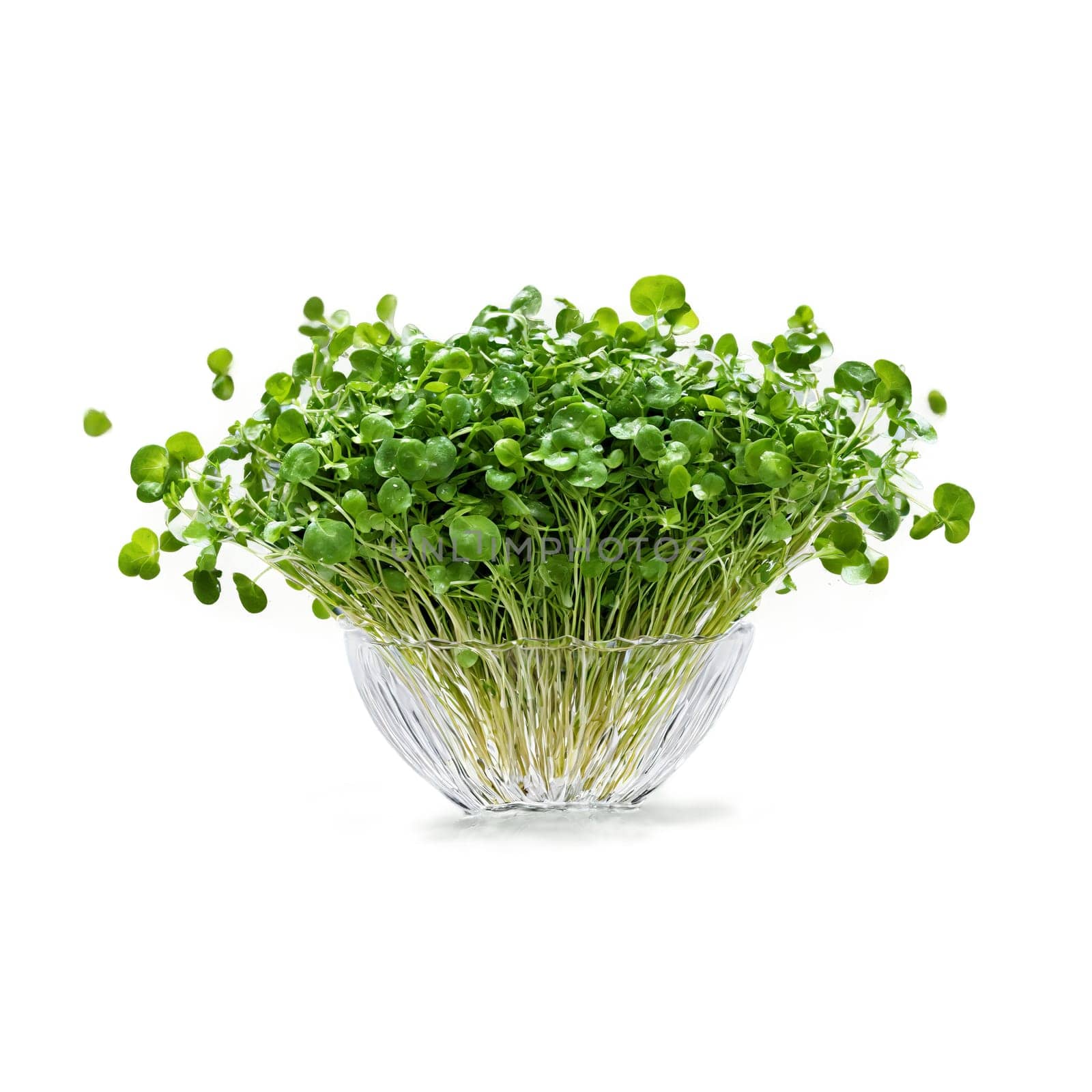 Watercress with small leaves and stems in dynamic splash of water Food and culinary concept by panophotograph