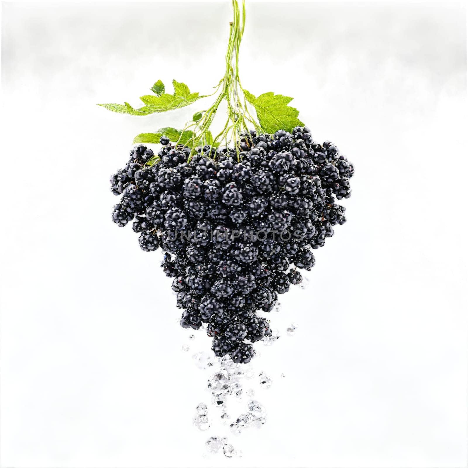 Elderberry with clusters of dark berries and water droplets frozen Food and culinary concept by panophotograph