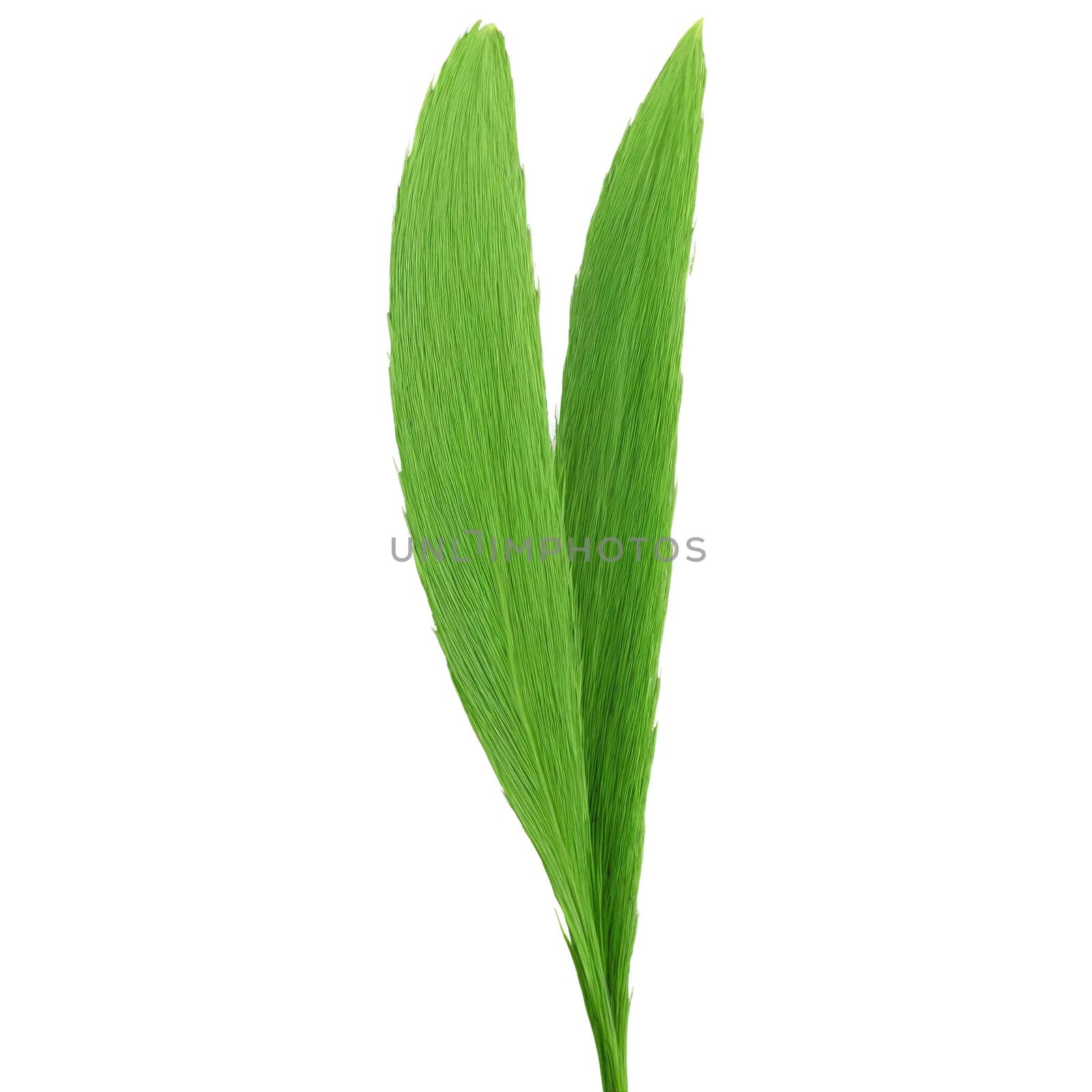 Grass Blade long green leaf with parallel veins and a slightly wavy texture swaying gently by panophotograph