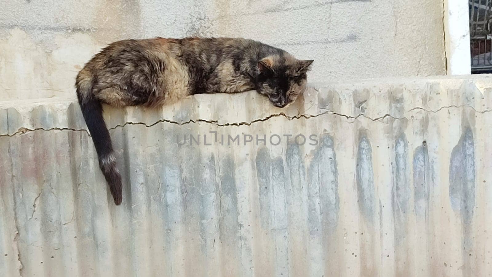 brown cat lies on a concrete fence, spotted fur. High quality photo
