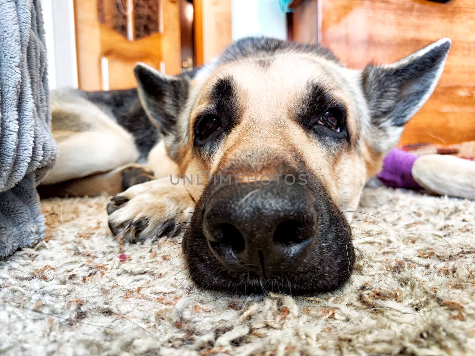 Portrait and muzzle of Dog German Shepherd and black nose in the room. Russian eastern European dog veo with a bandage on his sore paw. Partial focus by keleny