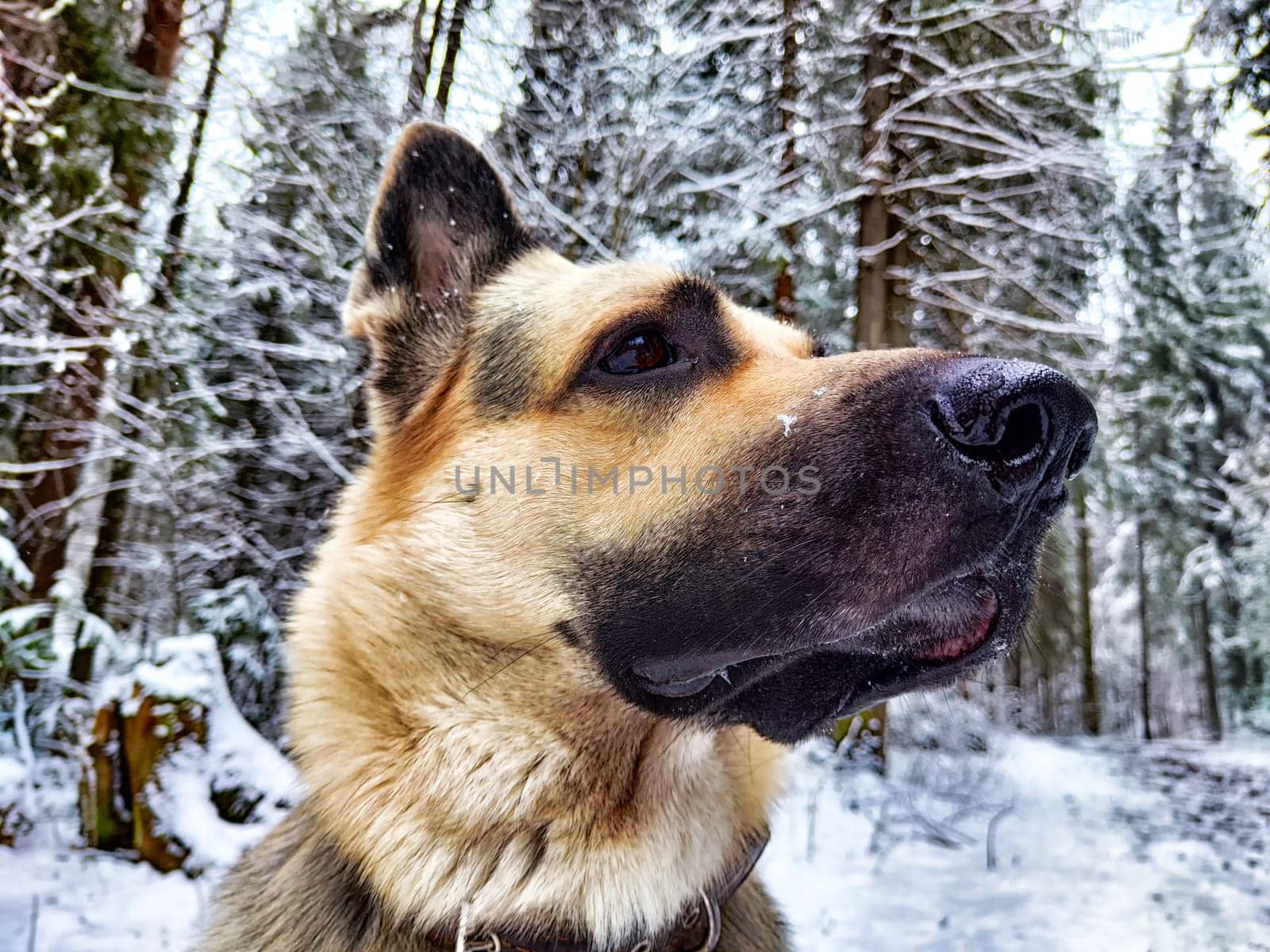 Dog German Shepherd in winter day and white snow around. Waiting eastern European dog veo and white snow