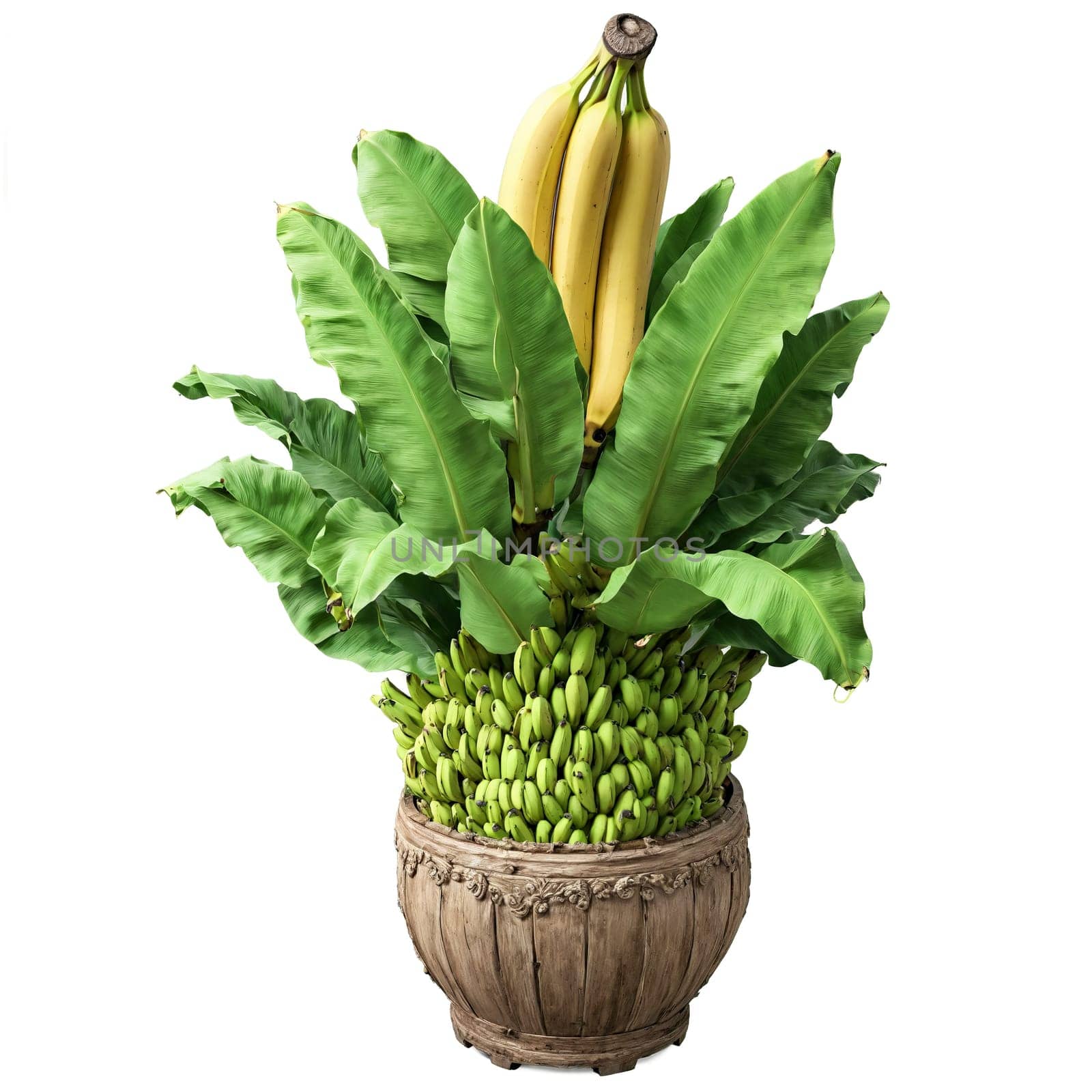 Gros Michel Banana large green leaves and long curved sweet banana fruits in a rustic by panophotograph