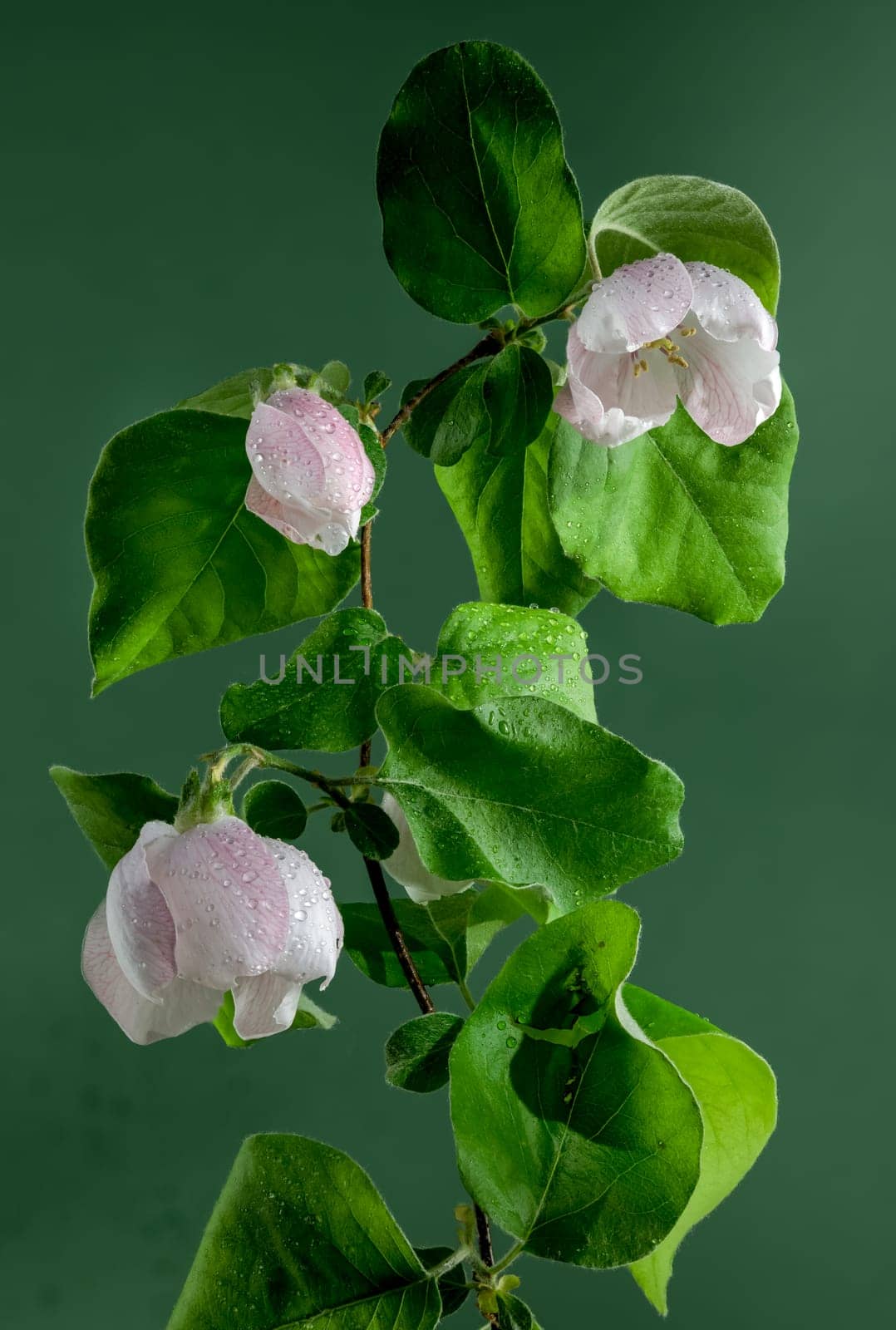 Beautiful white Quince tree flower blossom on a green background. Flower head close-up.