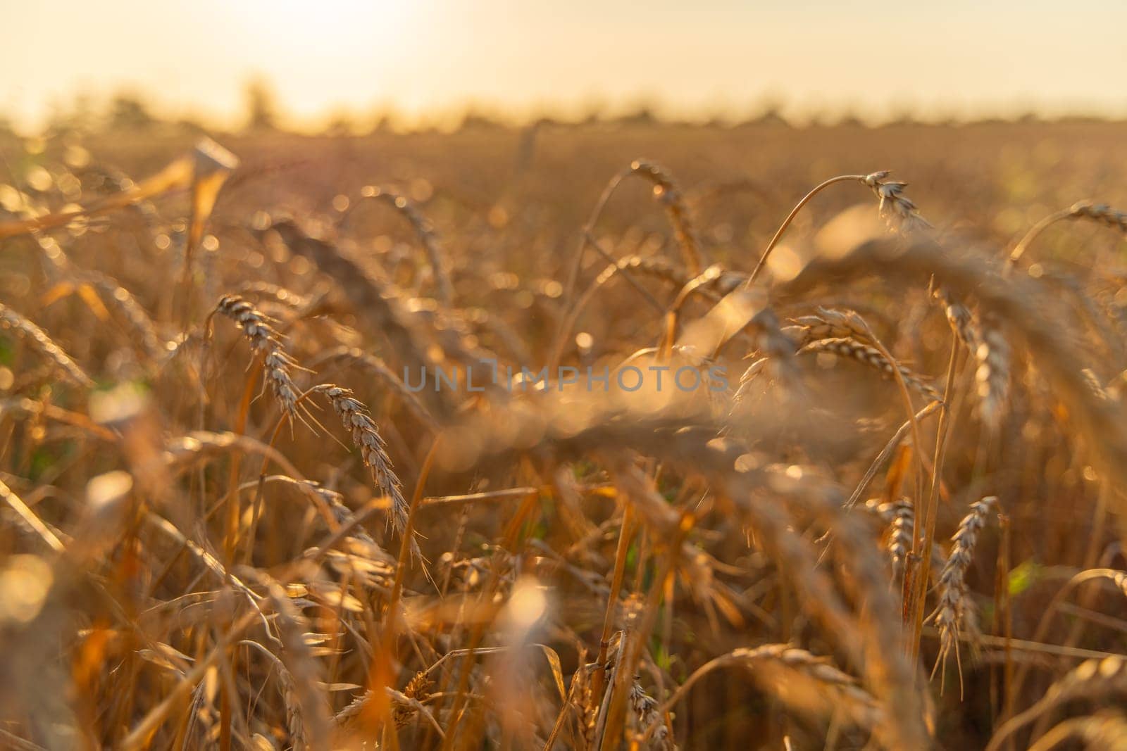 Wheat field background of ripening ears of wheat field. Rural landscapes under bright sunlight. Rich harvest concept
