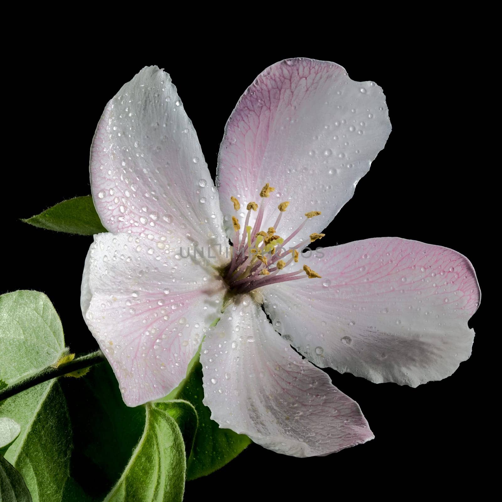 Beautiful white Quince tree flower blossom isolated on a black background. Flower head close-up.