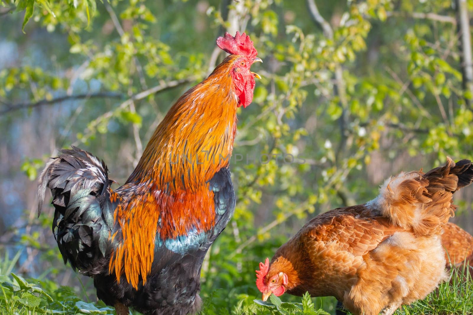 free-range chickens singing rooster and hen, ecology