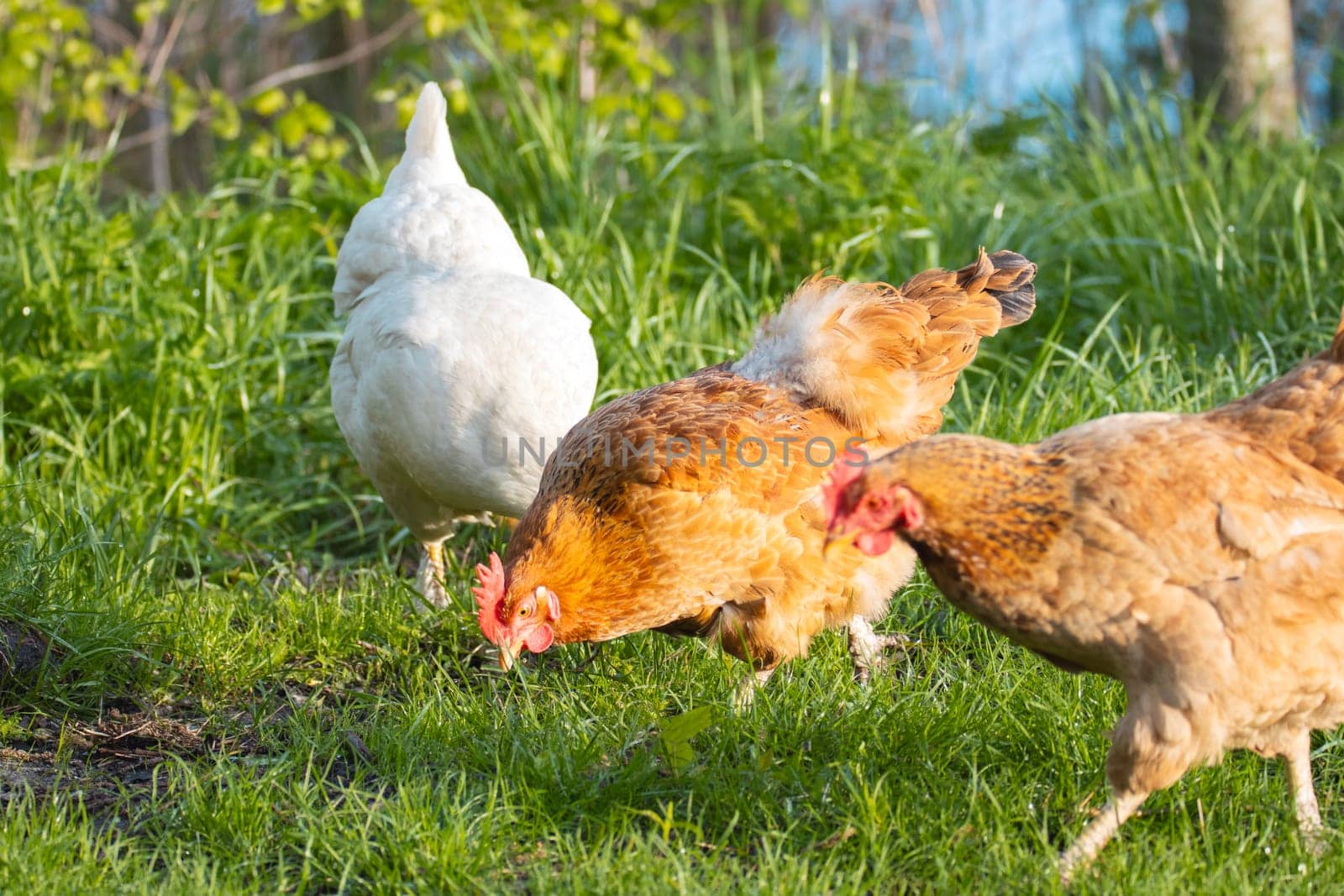 free-range chickens walk on the grass, ecology