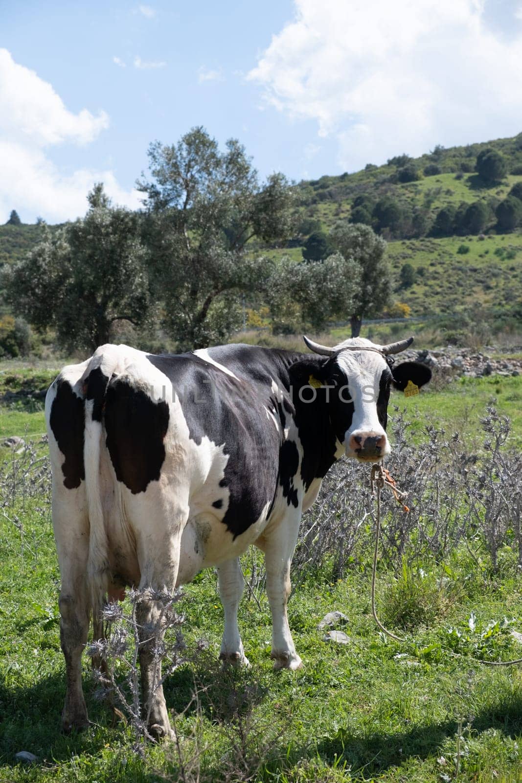 cows graze on a green field in sunny weather by senkaya