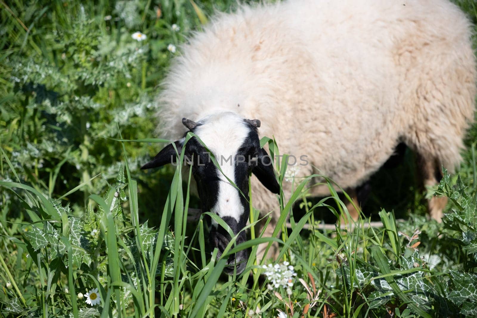View of white sheep grazing on the green field